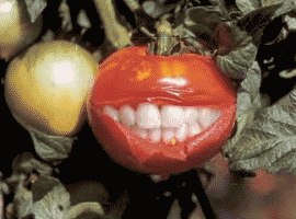 Tomate traitée aux OGM !