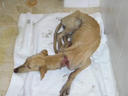 Le martyre  des galgos !