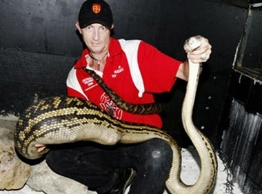 Un python avale le chihuahua de la famille !