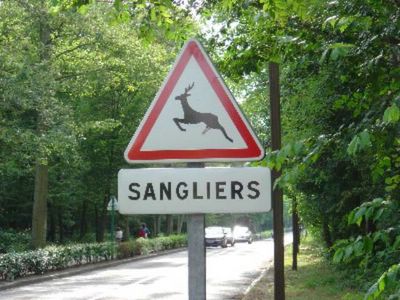 Chevreuils ou sangliers ?