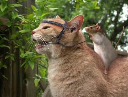 Rêve de souris !