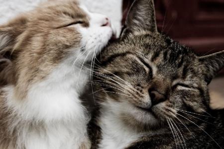 Interdisons la chasse aux chats en Belgique !