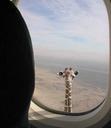Toujours plus haut !
