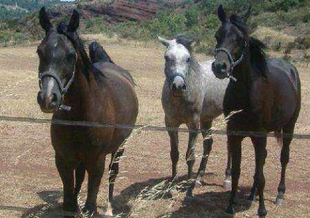 Non à l'hippophagie !