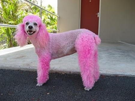 Heureusement que le ridicule ne tue pas !