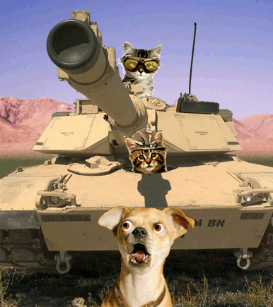 Depuis qu'ils sont dans le quartier, ils se croient tout permis ces abrutis de chats !