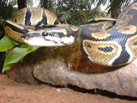 Elle frappe un serpent à mains nues !