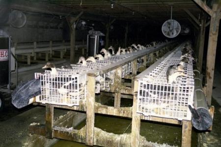 Non au commerce du foie gras !