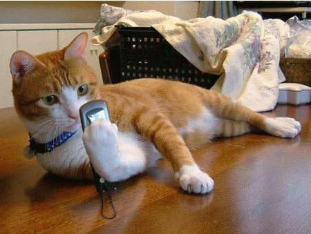 Miaou ! Un sms de ma minette !