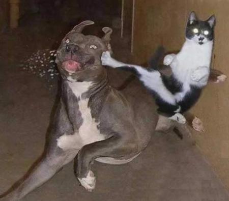 Et PAF ! Fallait pas me chercher !