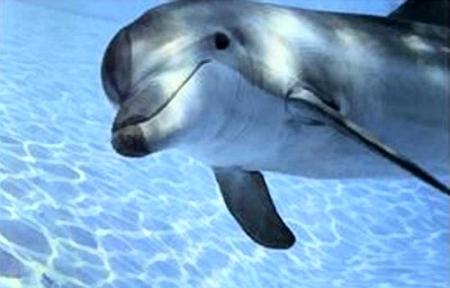 Non à la captivité des dauphins !