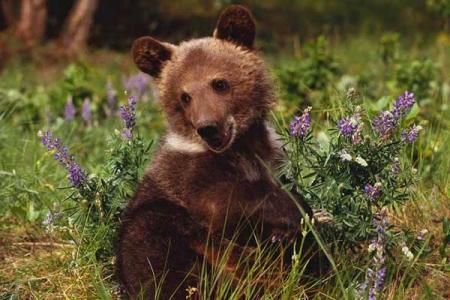 Non à la souffrance des Ours en Chine !