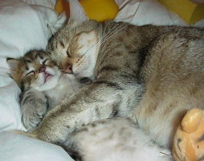Sieste câline !