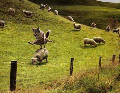 Jouez à saute-moutons !!