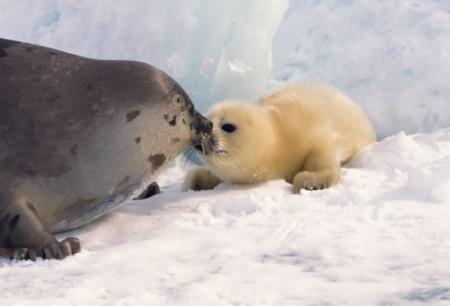 Stop aux massacres des bébés phoques