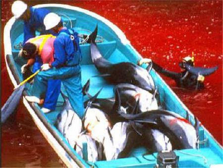 Massacres au Japon !