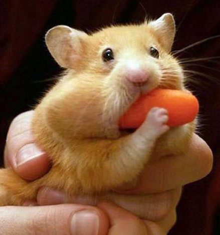 A la gourmandise !