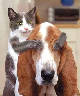 Allez cherche encore !