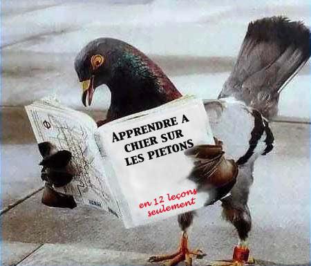 Pigeon !