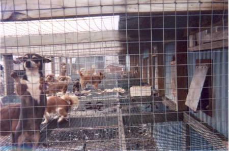 STOP AUX USINES A CHIOTS
