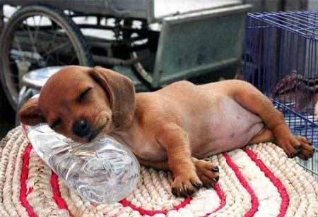 Gros dodo  !
