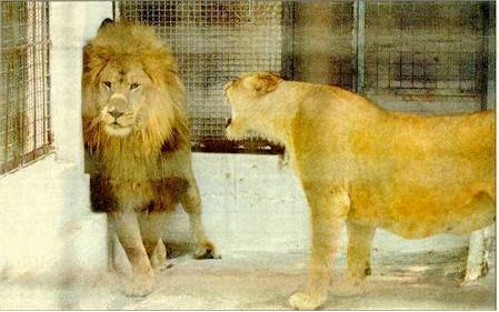 Mais pas si fort, je suis pas sourd !!