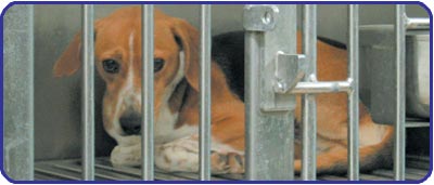 Iams & Eukanuba et leurs barbaries  !