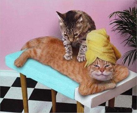 Miaou ! Miaou !