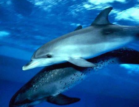 Non aux massacres des dauphins !
