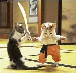 Chats Ninjas