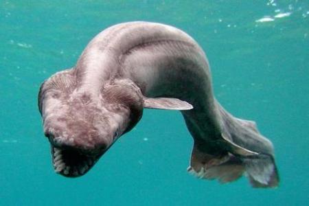 Un requin du fond des âges refait surface
