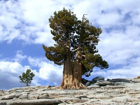 Les arbres les plus vieux du monde !