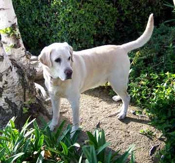 Un chien diagnostique le cancer de sa maîtresse !