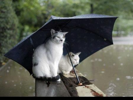 La pluie