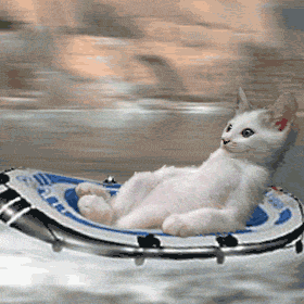 Chat va vite !