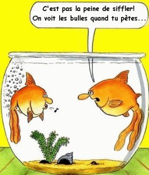 Pas simple la vie en aquarium