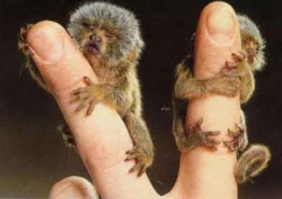 Les plus petits singes du monde