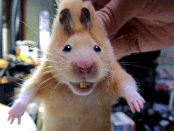 Hello !