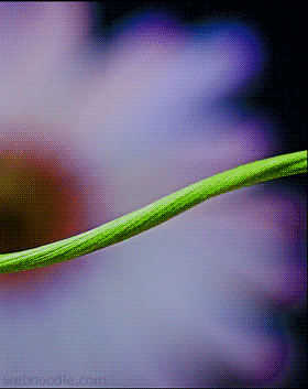 Coccinelle acrobate