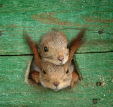 Regarde- moi toutes ces belles noisettes !