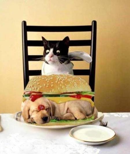 Chat alors ?