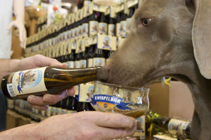 Une animalerie australienne brasse une bière pour chien !