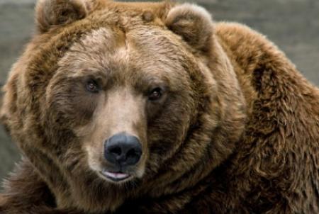 Un ours comme gardien de prison !