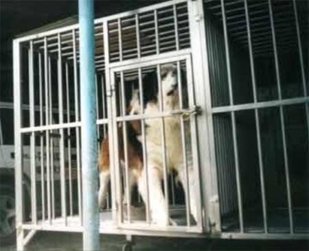 La Corée du Sud veut classer le chien comme animal de boucherie !