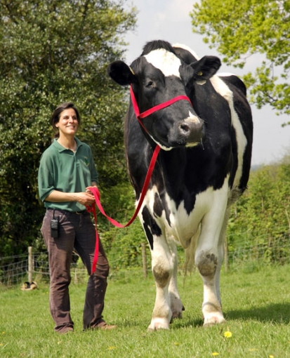 La plus grande vache du monde !