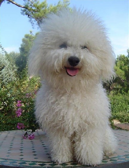 Perso : Pacha, tu me manques tant  !
