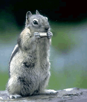 Moi aussi je joue de l'harmonica !