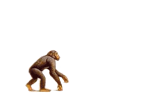 L'évolution de l'homme !