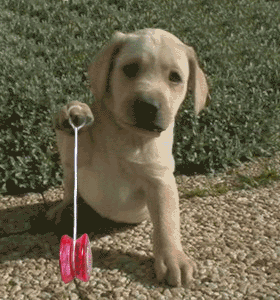J'aime le yoyo !