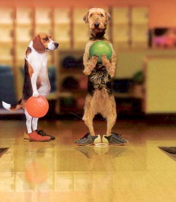 Billard canin